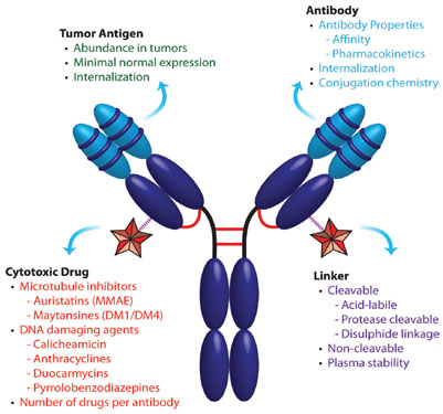 Panoramic Layout of ADC Drug Toxins and Linkers